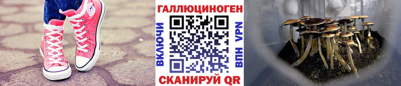 Псилоцибиновые грибы Magic Shrooms  Дербент 